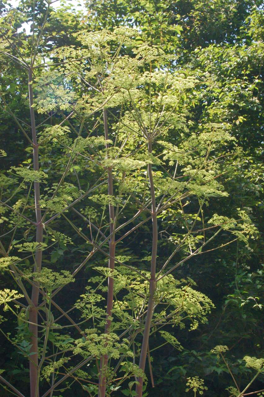 Tommasinia verticillaris / Imperatoria di Tommasini